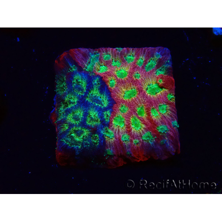WYSIWYG - JF Favia Dayglo 3E4