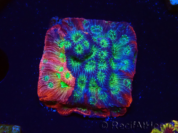 WYSIWYG - JF Favia Dayglo