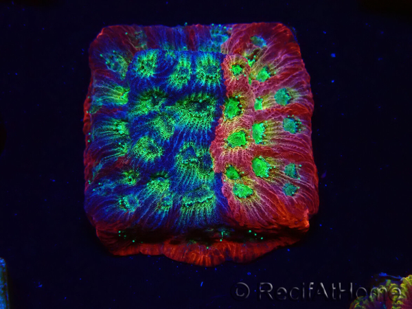 WYSIWYG - JF Favia Dayglo