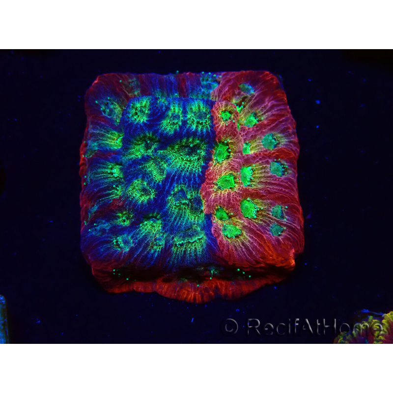 WYSIWYG - JF Favia Dayglo