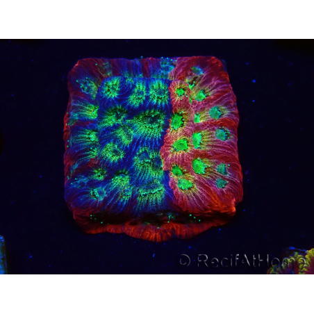 WYSIWYG - JF Favia Dayglo