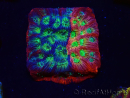 WYSIWYG - JF Favia Dayglo