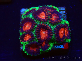 WYSIWYG - RAH Favites pineapple 3E10