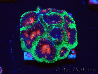 WYSIWYG - RAH Favites pineapple 3E11