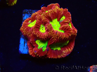 WYSIWYG - RAH Favia Vulcania 3F12