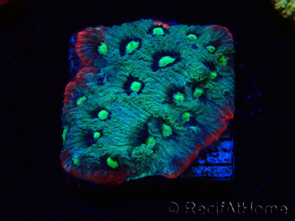 WYSIWYG - RAH Favites Raw Strawberry