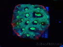 WYSIWYG - RAH Favites Raw Strawberry 3H5