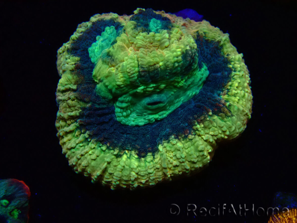 WYSIWYG - RAH Goniastrea Crown of Jewels