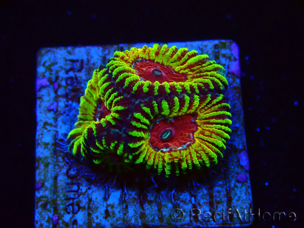 WYSIWYG - RAH Favia Red Barcode