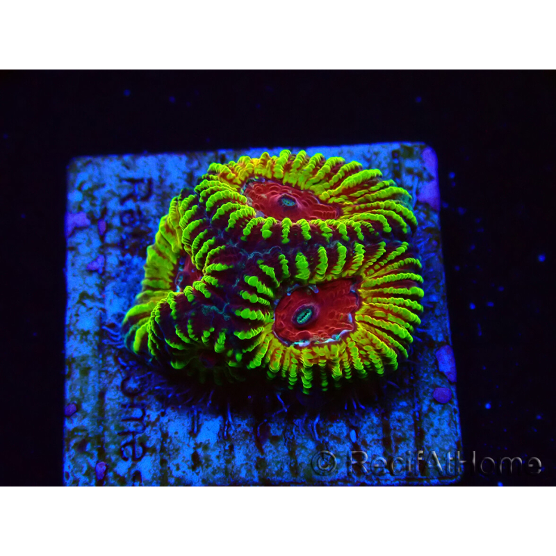 WYSIWYG - RAH Favia Red Barcode 3I1