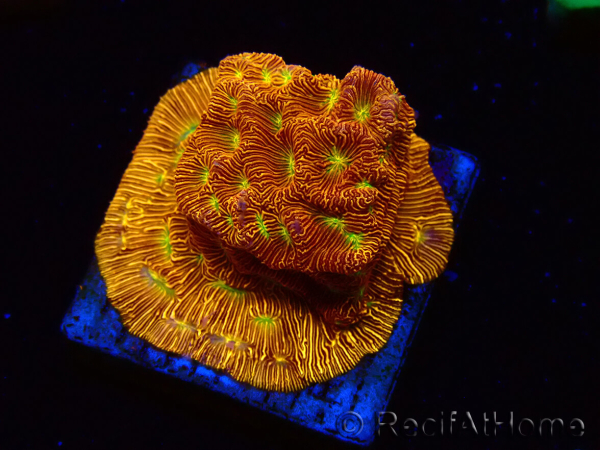 WYSIWYG - JF Leptoseris Jack O Lantern