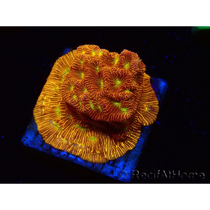 WYSIWYG - JF Leptoseris Jack O Lantern