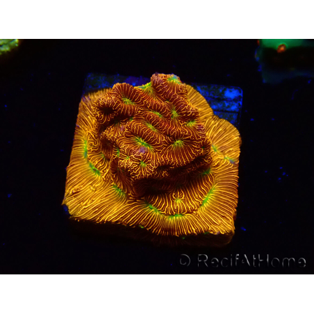 WYSIWYG - JF Leptoseris Jack O Lantern