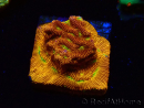 WYSIWYG - JF Leptoseris Jack O Lantern 3J12