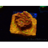 WYSIWYG - JF Leptoseris Jack O Lantern