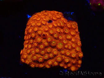 WYSIWYG - BigR Cyphastrea Sunkist