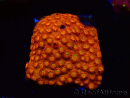 WYSIWYG - BigR Cyphastrea Sunkist