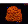 WYSIWYG - BigR Cyphastrea Sunkist