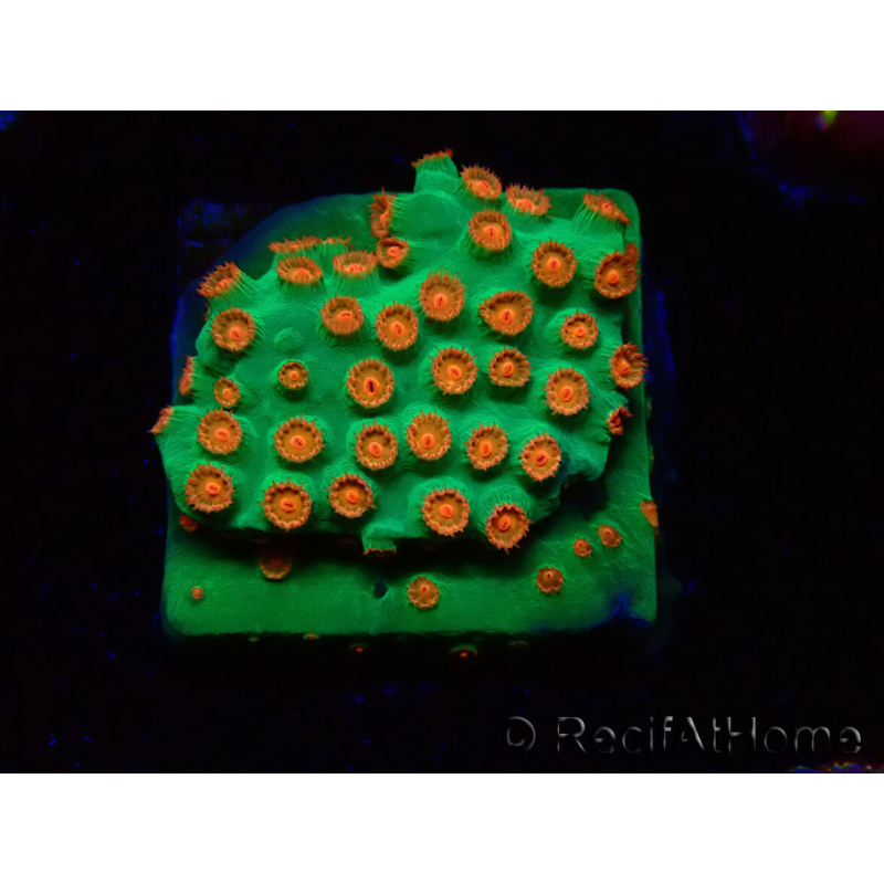 WYSIWYG - WWC Cyphastrea Jingle Bells
