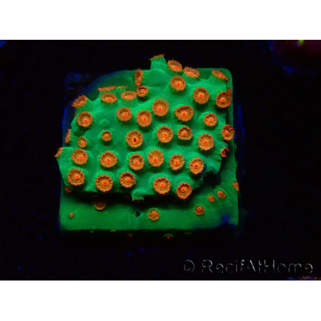 WYSIWYG - WWC Cyphastrea Jingle Bells