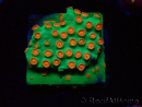 WYSIWYG - WWC Cyphastrea Jingle Bells 3M4