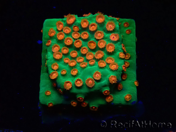 WYSIWYG - WWC Cyphastrea Jingle Bells