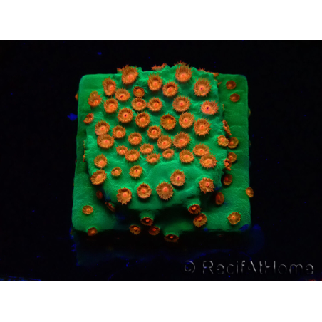WYSIWYG - WWC Cyphastrea Jingle Bells