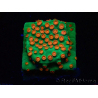 WYSIWYG - WWC Cyphastrea Jingle Bells