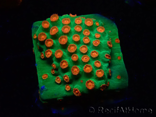 WYSIWYG - WWC Cyphastrea Jingle Bells