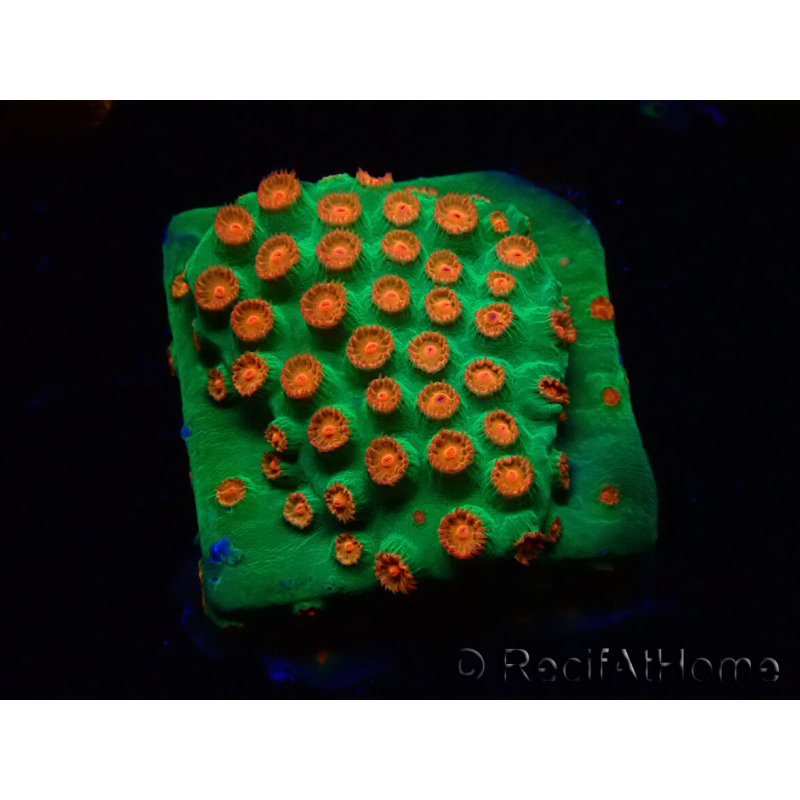 WYSIWYG - WWC Cyphastrea Jingle Bells