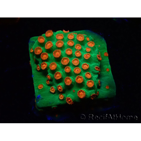WYSIWYG - WWC Cyphastrea Jingle Bells