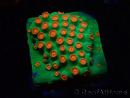 WYSIWYG - WWC Cyphastrea Jingle Bells