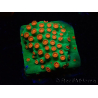WYSIWYG - WWC Cyphastrea Jingle Bells