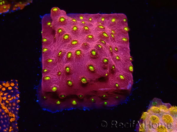 WYSIWYG - CB Cyphastrea Blingbling
