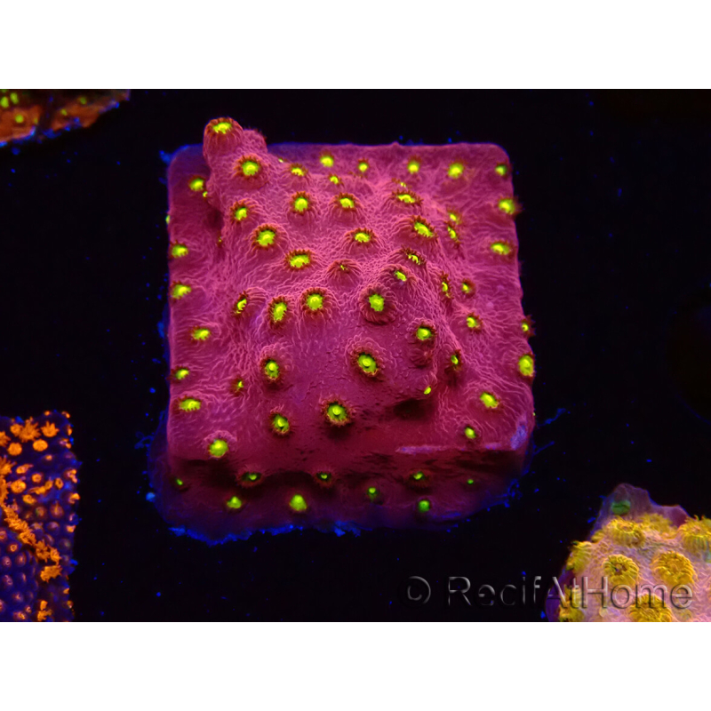 WYSIWYG - CB Cyphastrea Blingbling