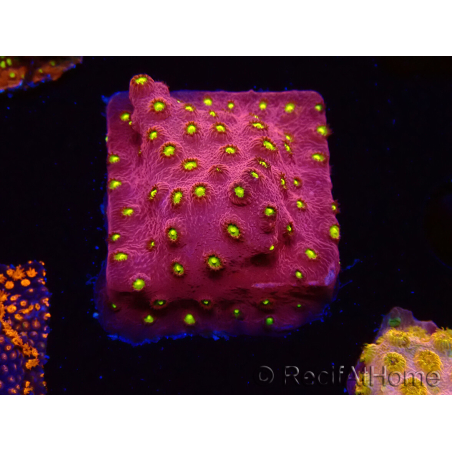 WYSIWYG - CB Cyphastrea Blingbling