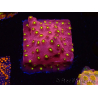 WYSIWYG - CB Cyphastrea Blingbling