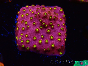 WYSIWYG - CB Cyphastrea Blingbling