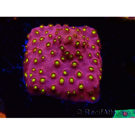 WYSIWYG - CB Cyphastrea Blingbling