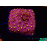 WYSIWYG - CB Cyphastrea Blingbling 3M8