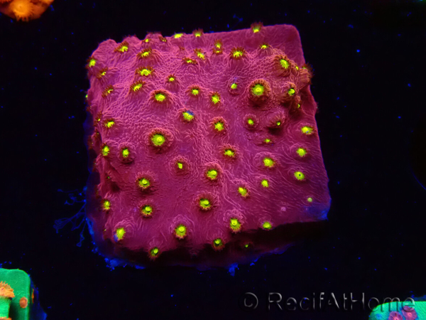WYSIWYG - CB Cyphastrea Blingbling 3M9