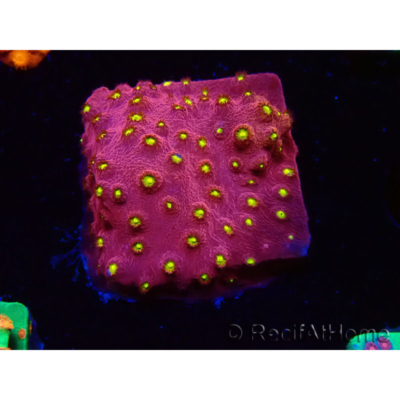 WYSIWYG - CB Cyphastrea Blingbling 3M9