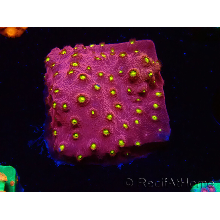 WYSIWYG - CB Cyphastrea Blingbling 3M9
