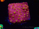 WYSIWYG - CB Cyphastrea Blingbling 3M9