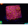 WYSIWYG - CB Cyphastrea Blingbling 3M9