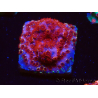 WYSIWYG - BigR Cyphastrea Skittles Bomb 3M10