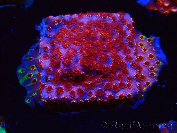 WYSIWYG - BigR Cyphastrea Skittles Bomb