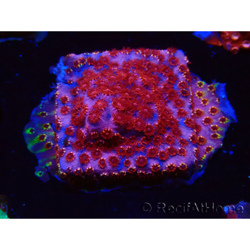 WYSIWYG - BigR Cyphastrea Skittles Bomb