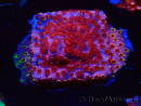 WYSIWYG - BigR Cyphastrea Skittles Bomb