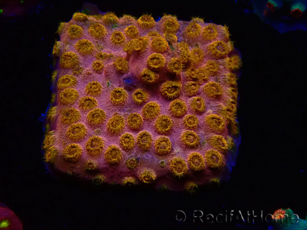 WYSIWYG - WWC Cyphastrea Copper head